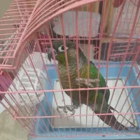 طوطی تی ان تی