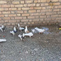 طوقی|پرنده|باغ بهادران, |دیوار