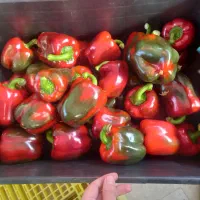 نیروی کار  خانم‌