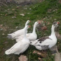 تعدادی غازوجوجه غاز
