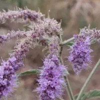 گل پونه و برگ پونه