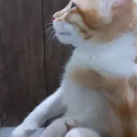 واگذاری گربه نر 9 ماهه
