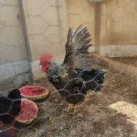 خروس جوان و سرحال