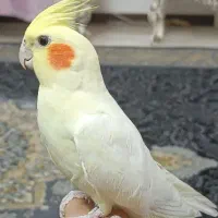 عروس هلندی ماده