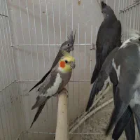 پرنده