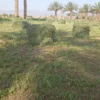 فروش بیده قالبی