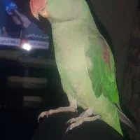 شاه طوطی نر 16 ماهه سخنگو.