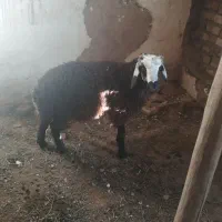 بره نر