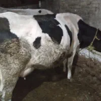 گاو و گوساله نر سمینتال