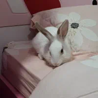 واگذاری خرگوش به صورت رایگان