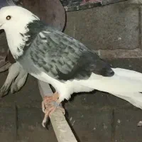 کبوتر دوکت سینه سفید کل دم سبز