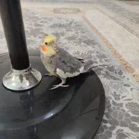 پرنده عروس هلندی