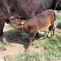 گا باگوساله نر دوشدار استاندارد