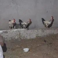 خروس محلی