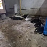 تخم اردک اسراییلی مرغ ایام سمانی ابریشمی مینیاتوری