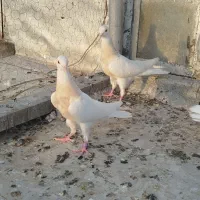 طوقی ناب