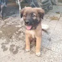 سگ ژرمن