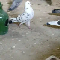 پشتار سبز نر عطیقه