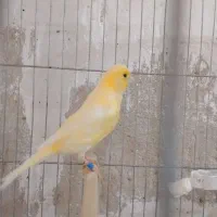قناری نر قرص بخون و ماده اماده جفت