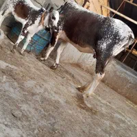 گاوباگوساله