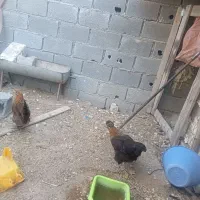 مرغ و خروس