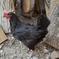 مرغ سیاه جوان تخم گذار