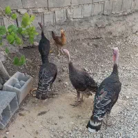 فروش بوقلمون جوان چاق