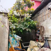 فروش درخت اووکادو نه ساله