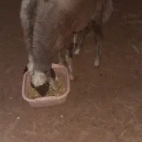 بره‌‌پرواری خمیر چاق