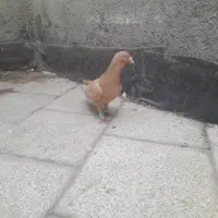 کبوتر زرد