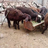 گوزی قزل درجه یک