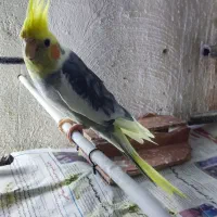 عروس هلندی