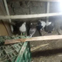 کفتر|پرنده|زبرخان, |دیوار