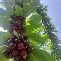 گیلاس ناب صادراتی