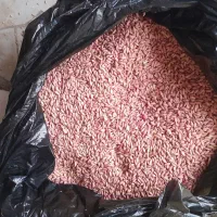 گندم بزر