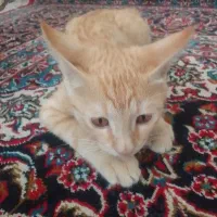گربه
