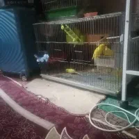 شادگان