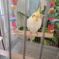 عروس هلندی