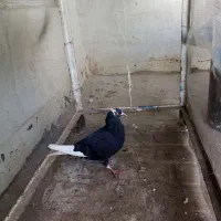 کفتر معاوضه با مرغ