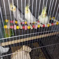 طوطی عروس هلندی