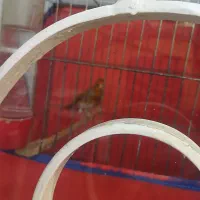 سهره قناره