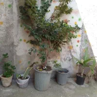 یاس هلندی ۹ ساله