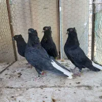 کبوتر