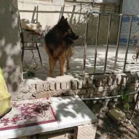سگ ژرمن شولاین