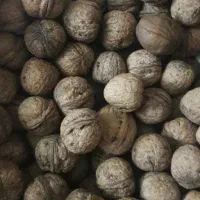 گردو خشک