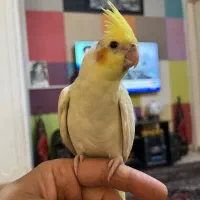 عروس هلندی