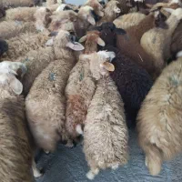 ارسال با قصاب گوسفند ی زنده و چاقو