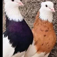 طوقی نر و ماده مست