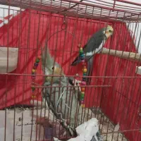یک جفت عروس هلندی