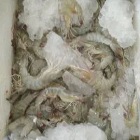 میگو تازه بندر رسید